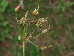 Image of Luzula luzulina (Vill.) Dalla Torre & Sarnth.