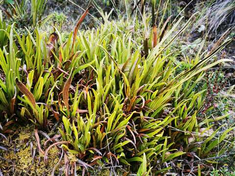 Image de Elaphoglossum gayanum (Fée) Moore