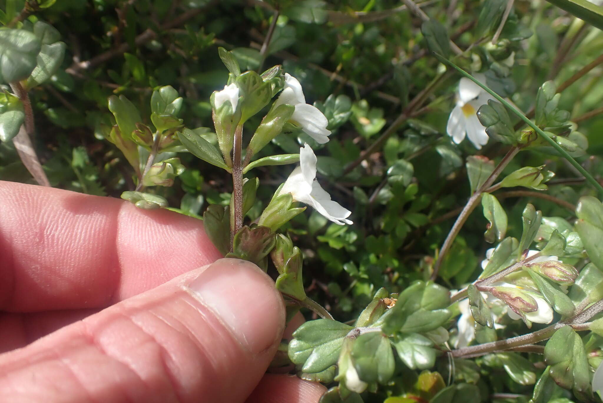 Image of Euphrasia laingii Petrie