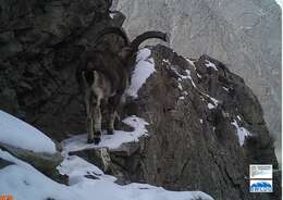 Image of Markhor