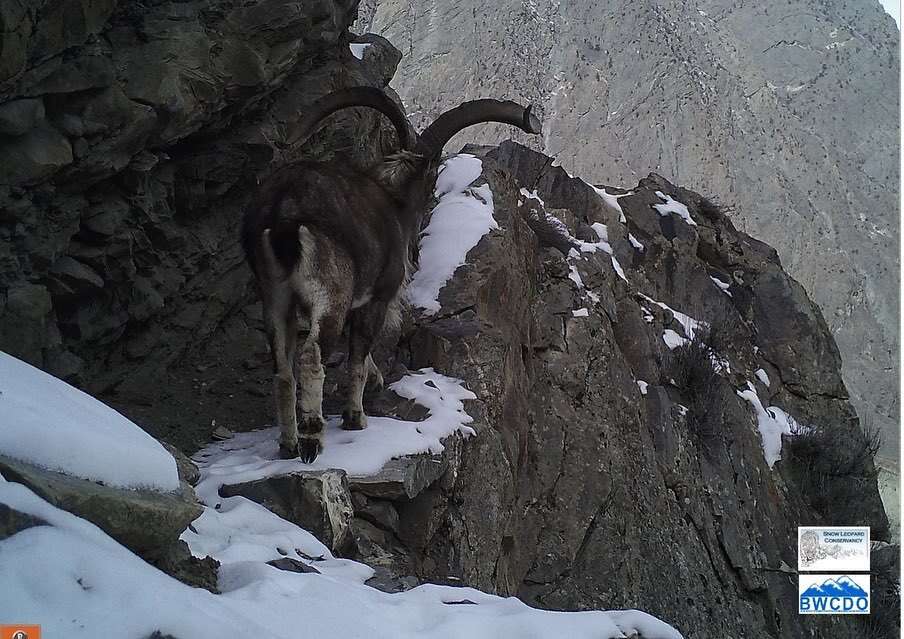 Plancia ëd Capra falconeri (Wagner 1839)