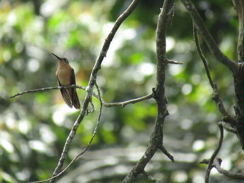 Image of Rufous Sabrewing