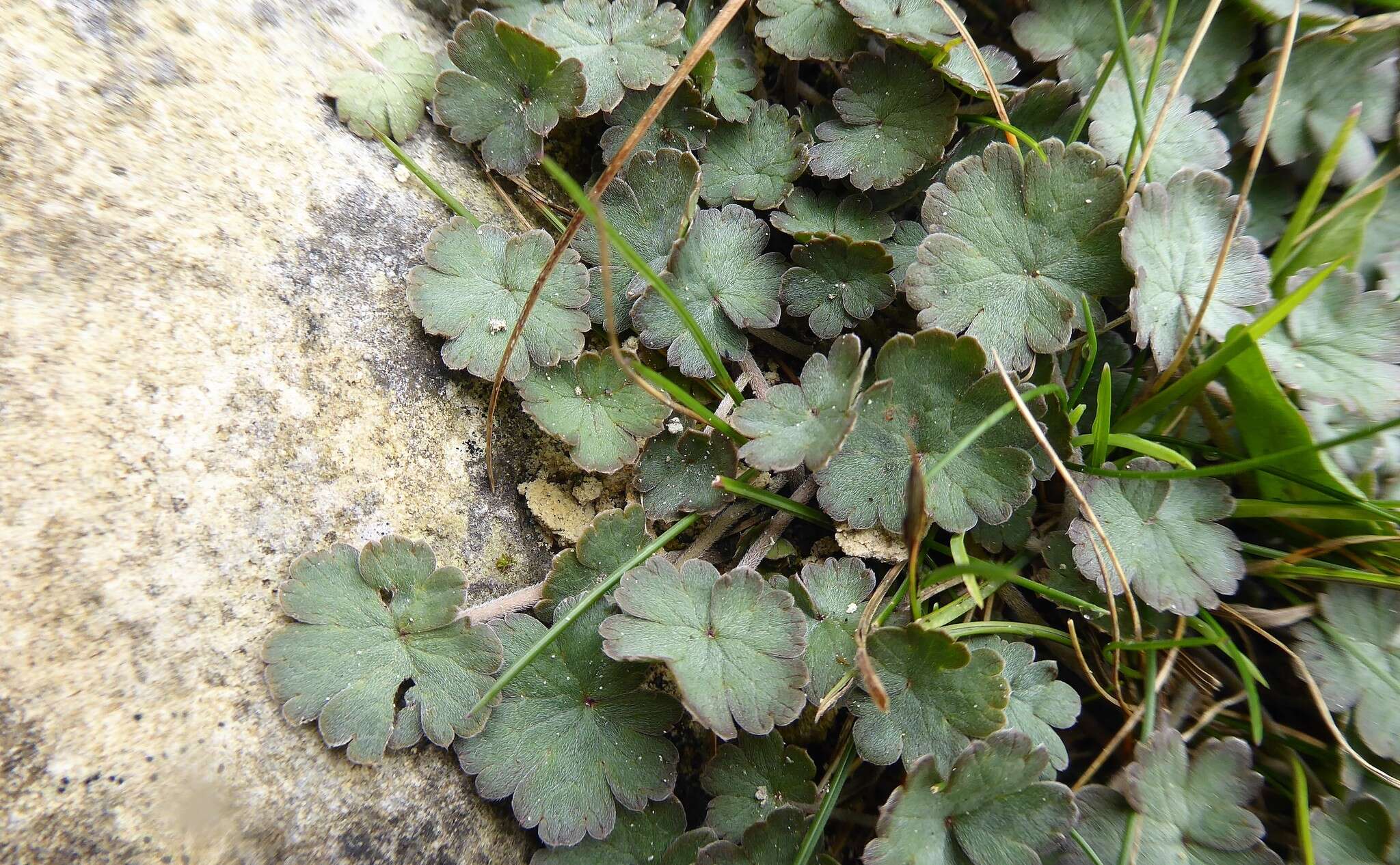 Image of Geranium socolateum