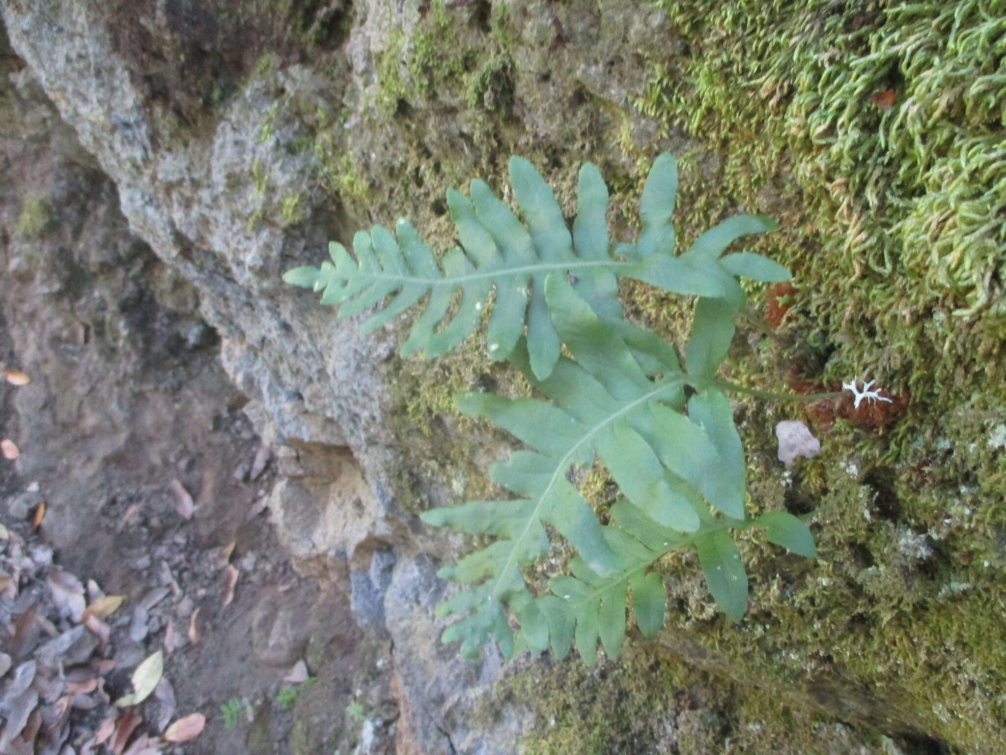 Plancia ëd Polypodium macaronesicum subsp. macaronesicum