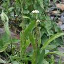 Image of Arabis sudetica Tausch