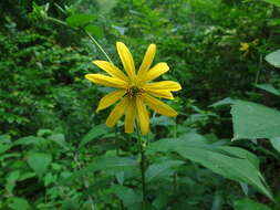 Imagem de Silphium integrifolium var. asperrimum (Hook.) B. L. Turner