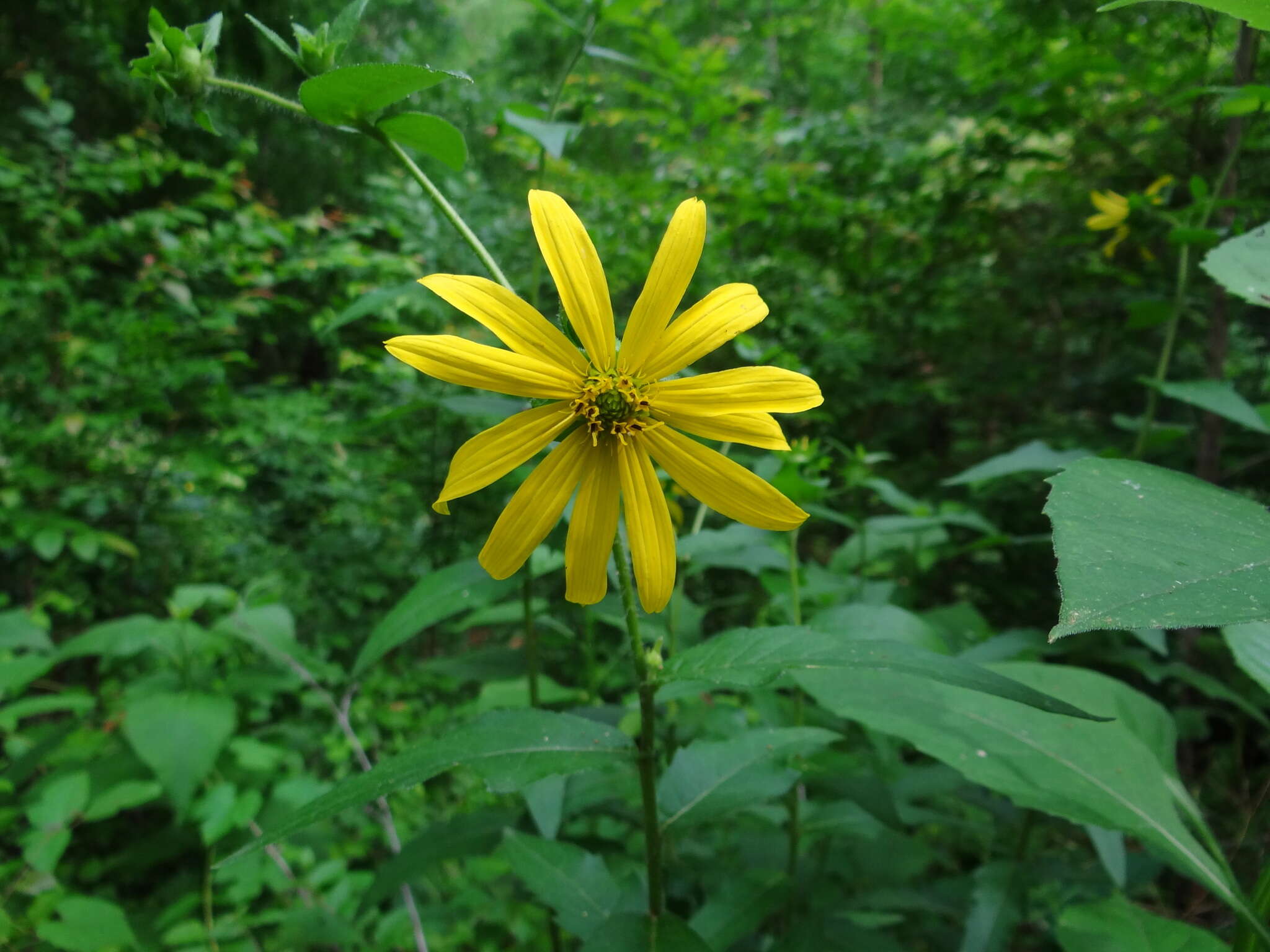 Imagem de Silphium integrifolium var. asperrimum (Hook.) B. L. Turner