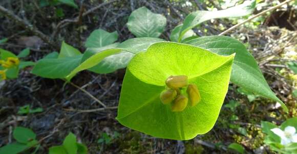 Image de Lonicera hirsuta Eat.