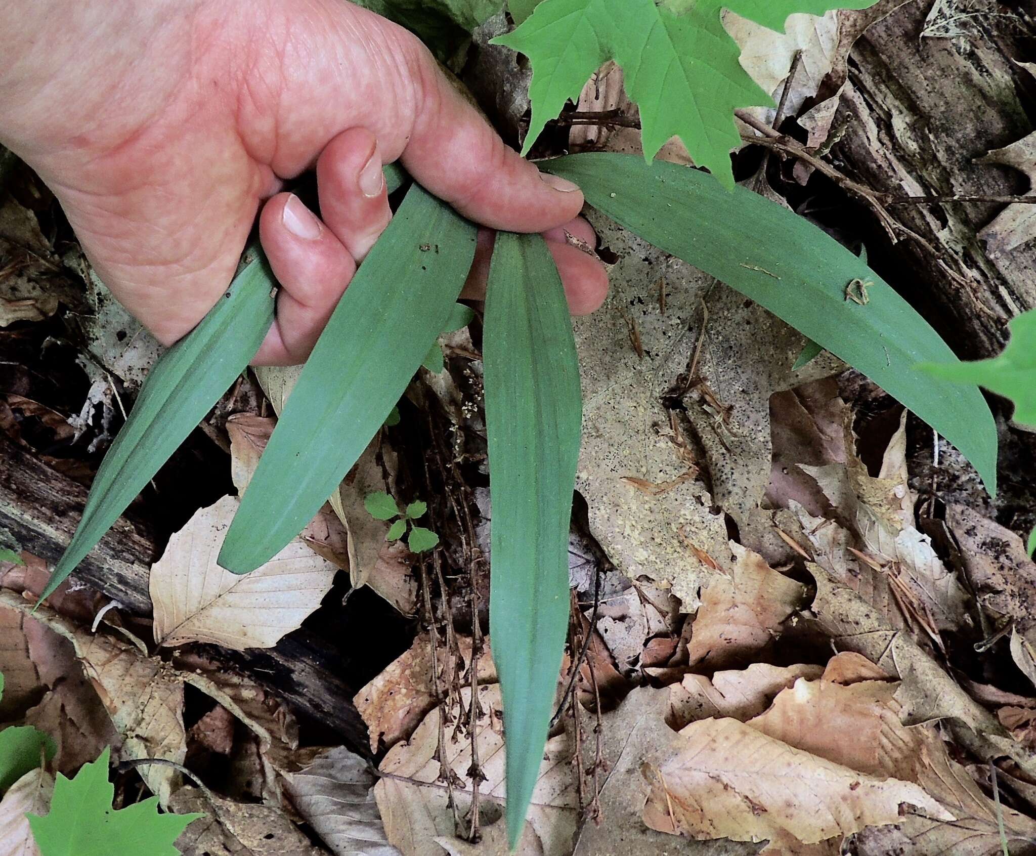 Sivun Allium tricoccum var. burdickii Hanes kuva