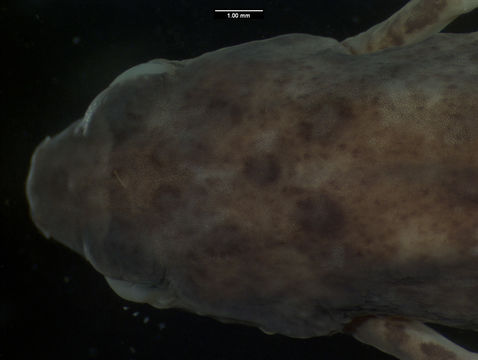 Image of <i>Phrynobatrachus ukingensis</i> (Loveridge 1932)