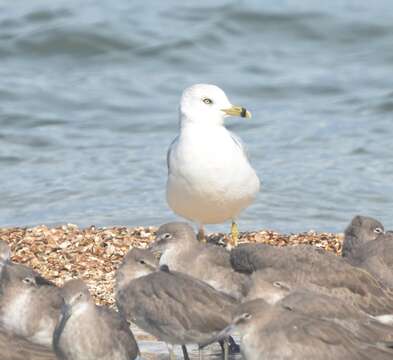 Image of Ring-billed Gull