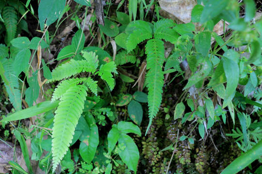 Image of Pteris longipinnula Wall.