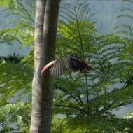 Image of Fiery-billed Aracari