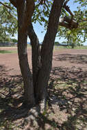 Image of Corymbia setosa (Schauer) K. D. Hill & L. A. S. Johnson