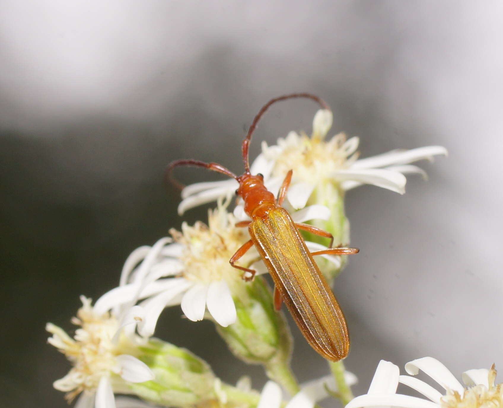 Image of Stenoderus concolor MacLeay 1826