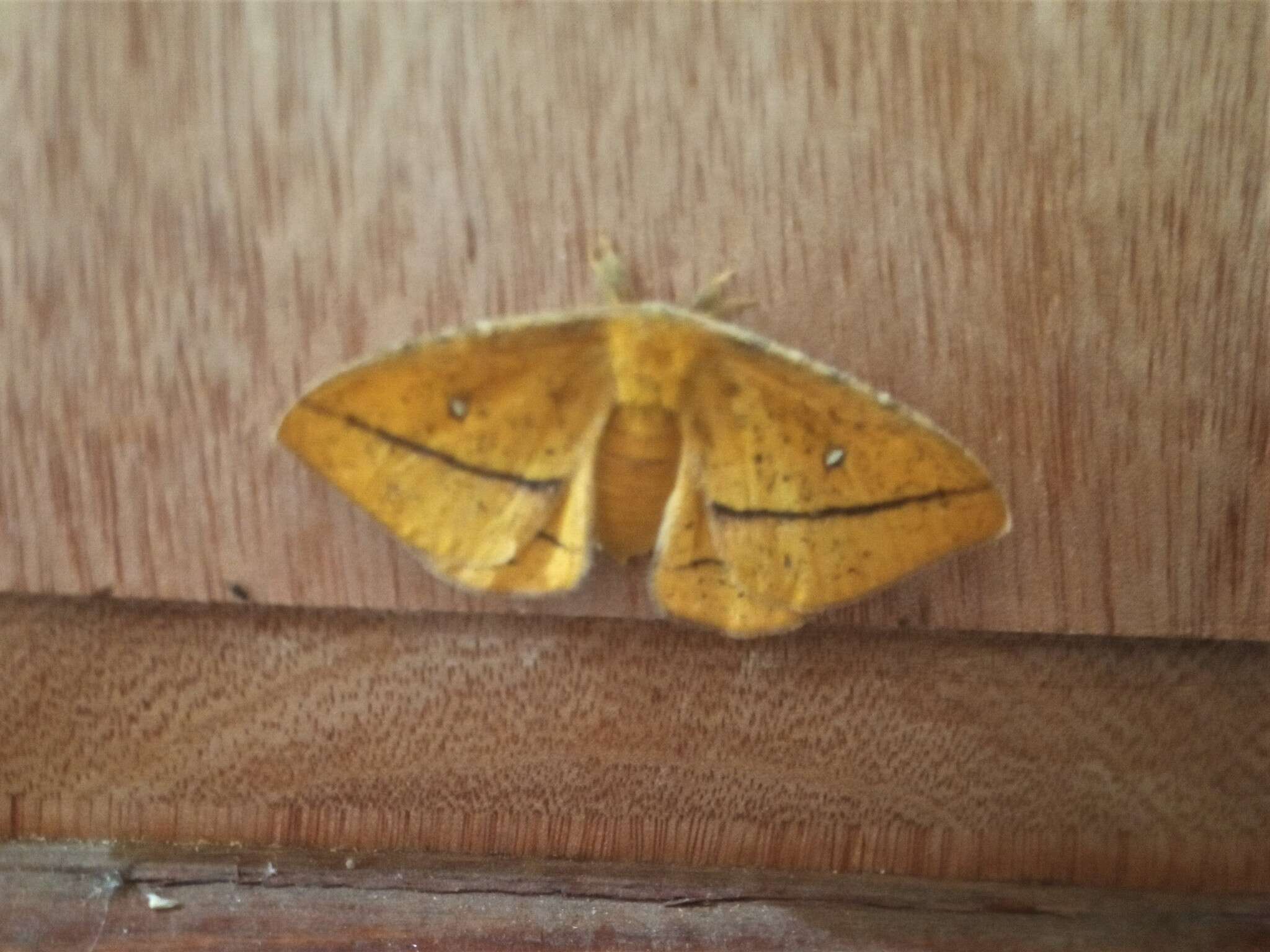 Image of Decachorda aspersa Bouvier 1927