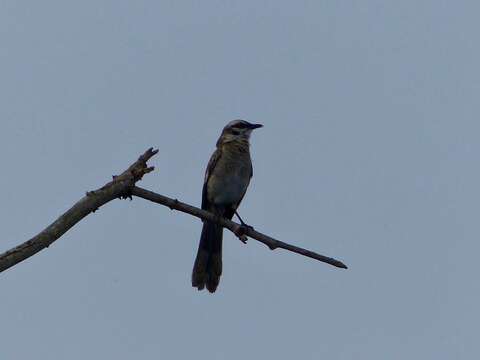 Image of Ecuadorian Long-tailed Mockingbird