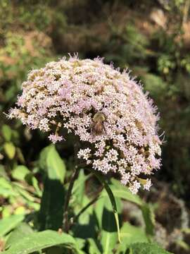 Image de Stevia microchaeta Sch. Bip.