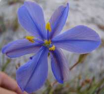 Image of Aristea africana (L.) Hoffmanns.