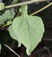 Image of Zaluzania montagnifolia (Sch. Bip.) Sch. Bip.