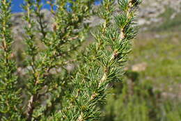 Image of Cliffortia paucistaminea var. australis C. Whitehouse