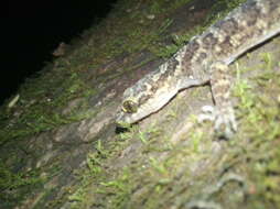 Image of Marbled Bow-fingered Gecko