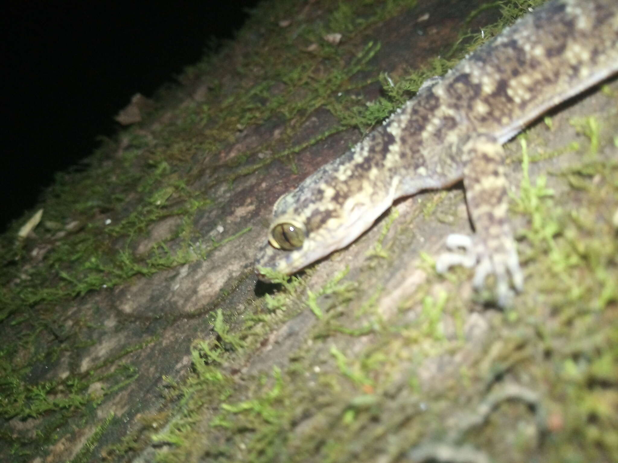 Image of Marbled Bow-fingered Gecko