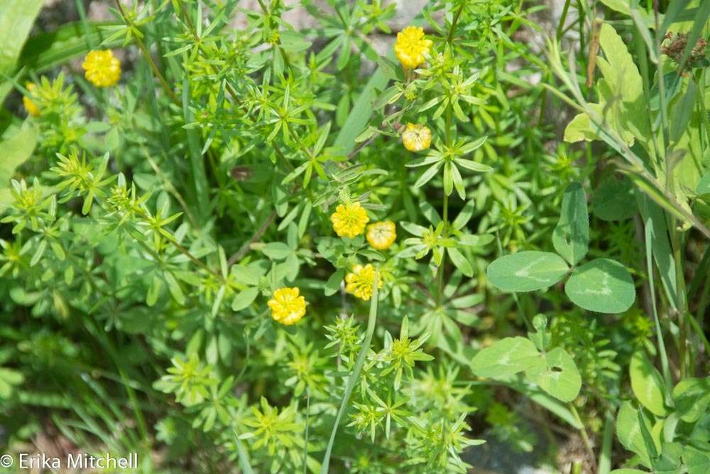 Image of golden clover