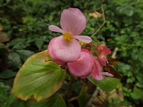 Image of clubed begonia