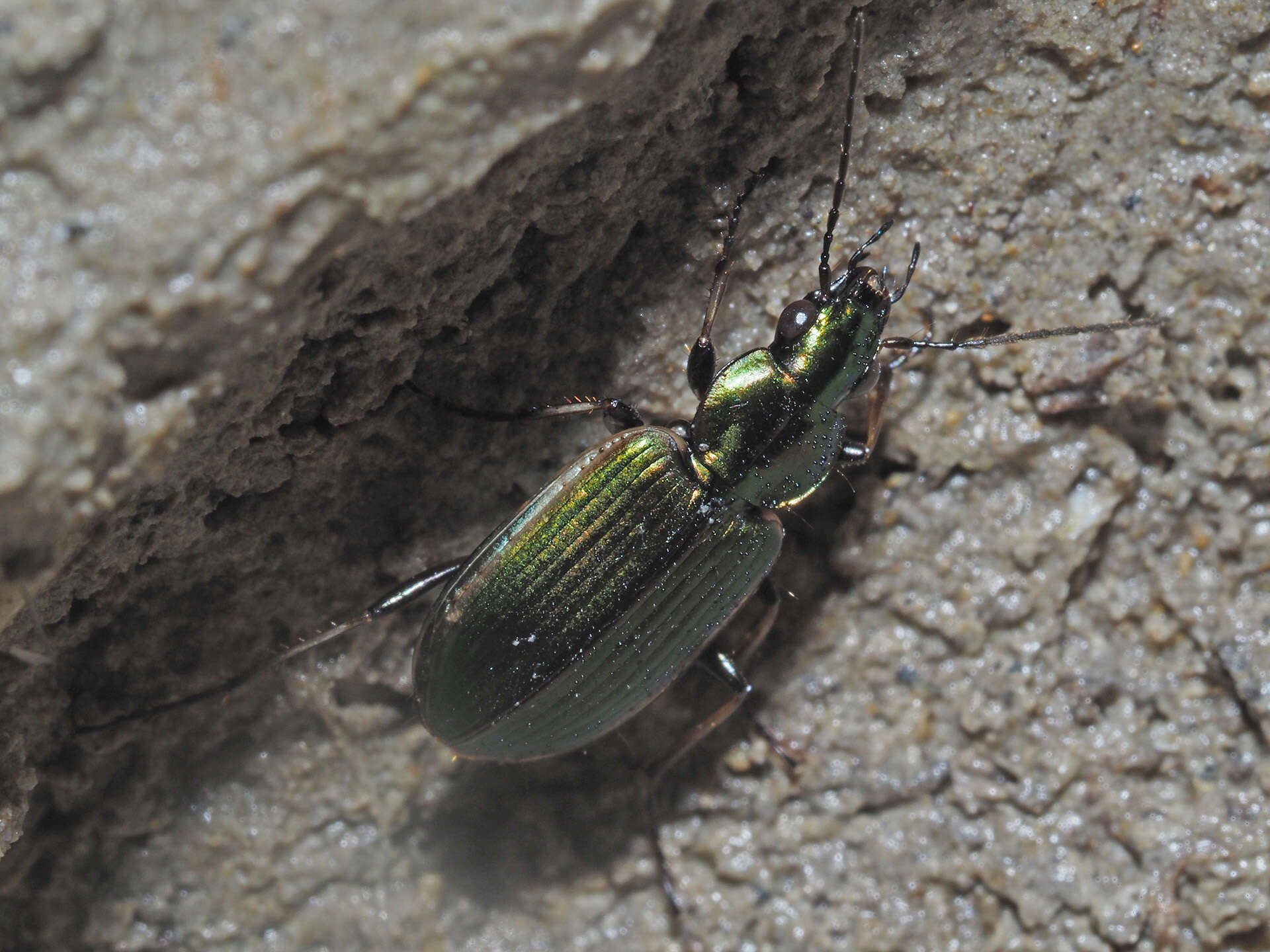 Image of Agonum (Agonum) marginatum (Linnaeus 1758)