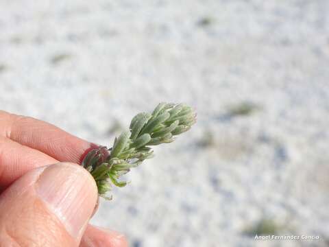 Image de Suaeda splendens (Pourret) Gren. & Godron