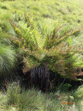 Image of Grassland tree fern