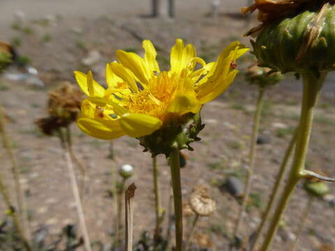 Image of Grindelia chiloensis (Cornel.) Cabrera