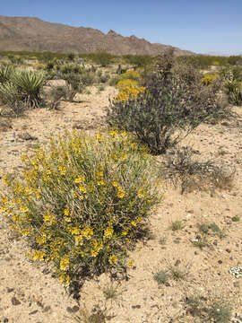 Image of desertsenna