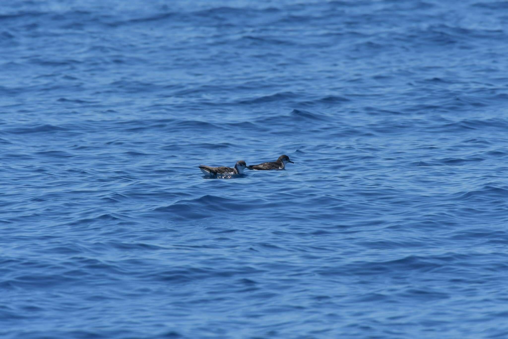 Image of Puffinus assimilis haurakiensis Fleming, CA & Serventy 1943