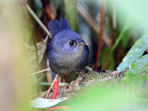 Image of Rock Tapaculo