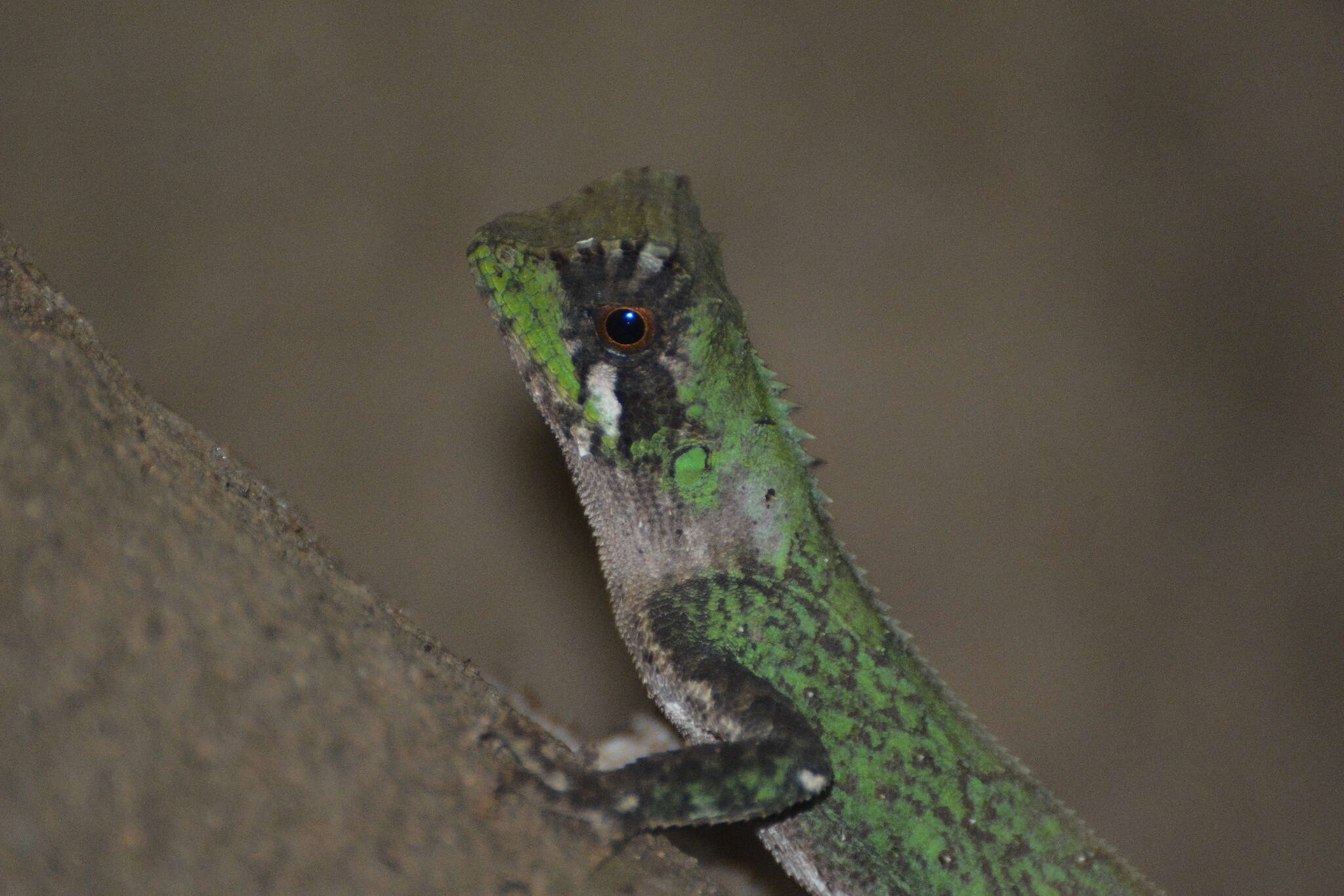 Sivun Acanthosaura coronata Günther 1861 kuva