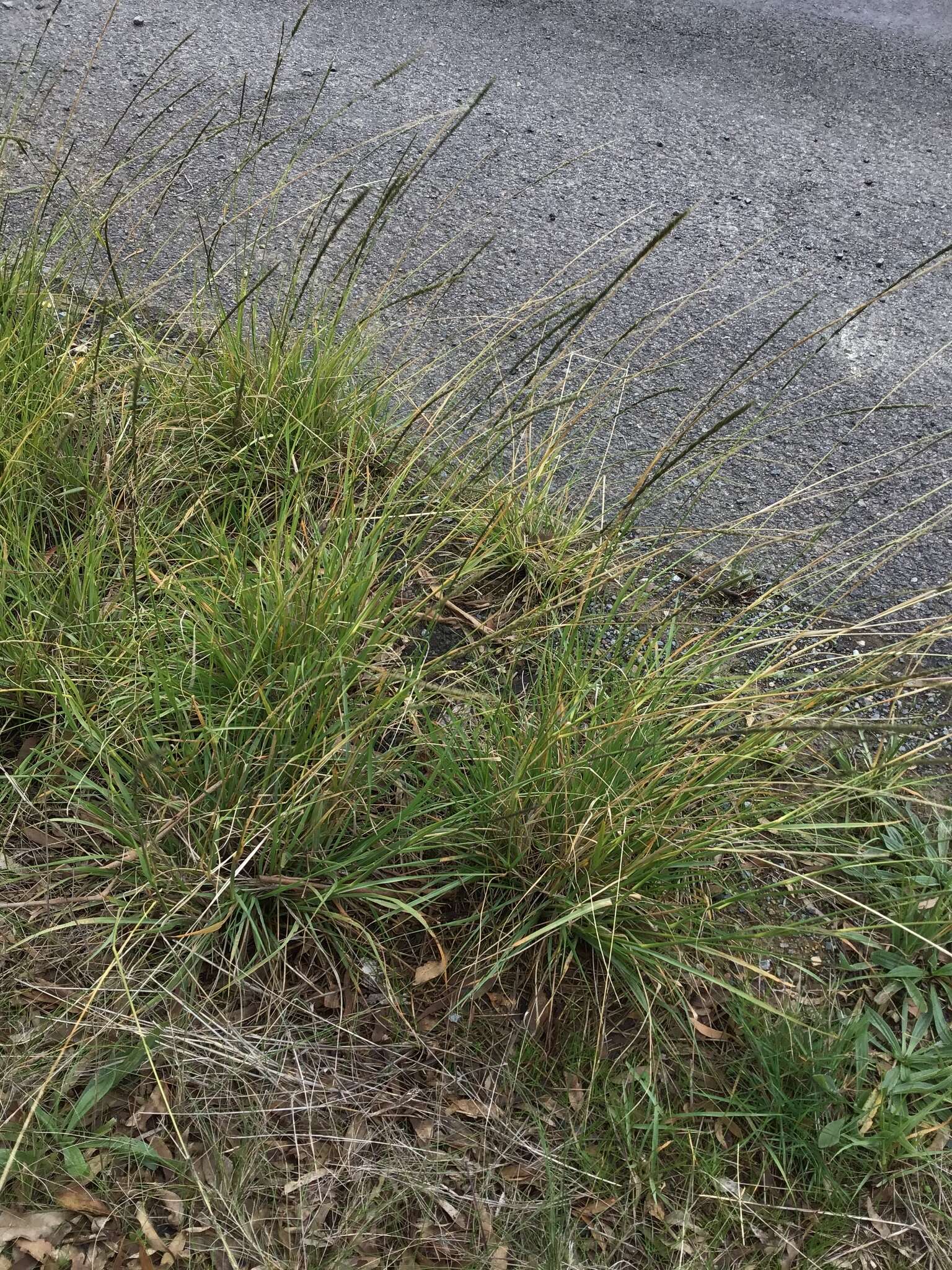 Image of rat-tail grass