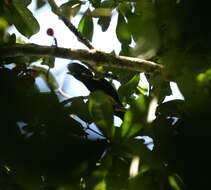 Image of Helmeted Myna