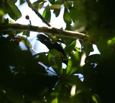 Image of Helmeted Myna