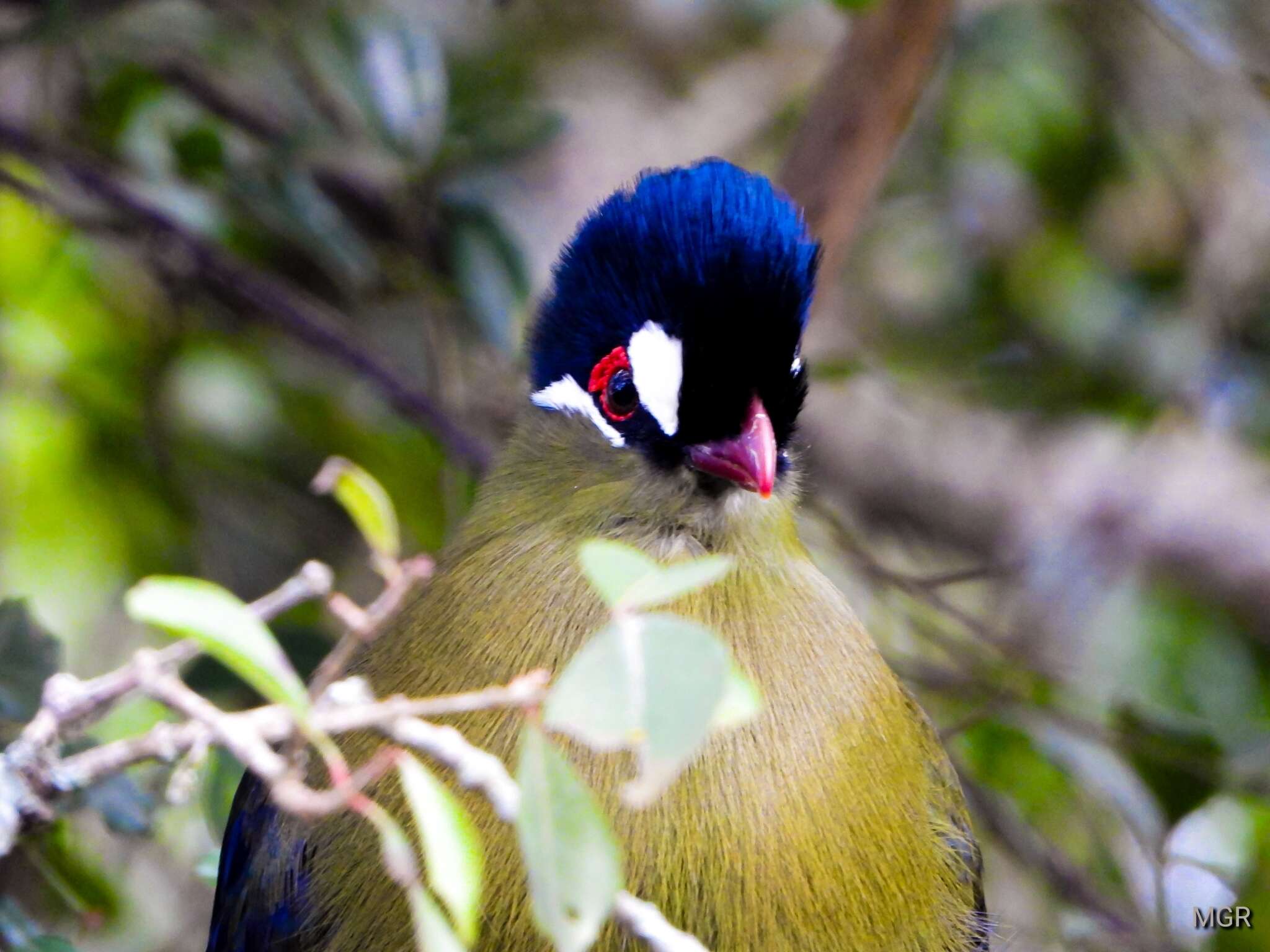 Image of Hartlaub's Turaco