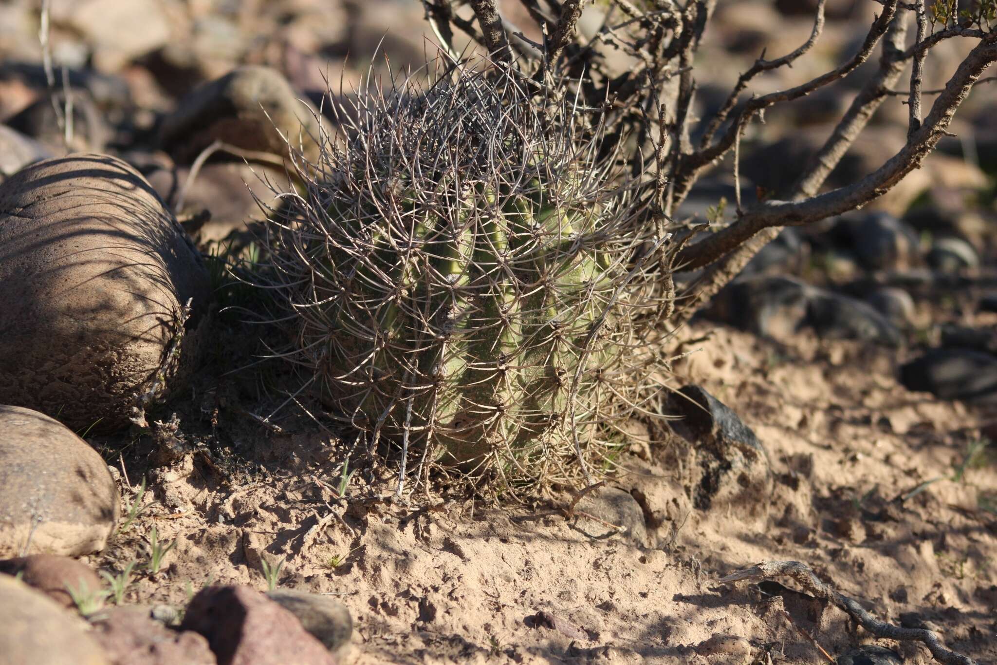 Image of Echinopsis leucantha (Gillies ex Salm-Dyck) Walp.