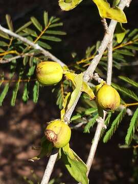 Image of Coffea grevei Drake ex A. Chev.