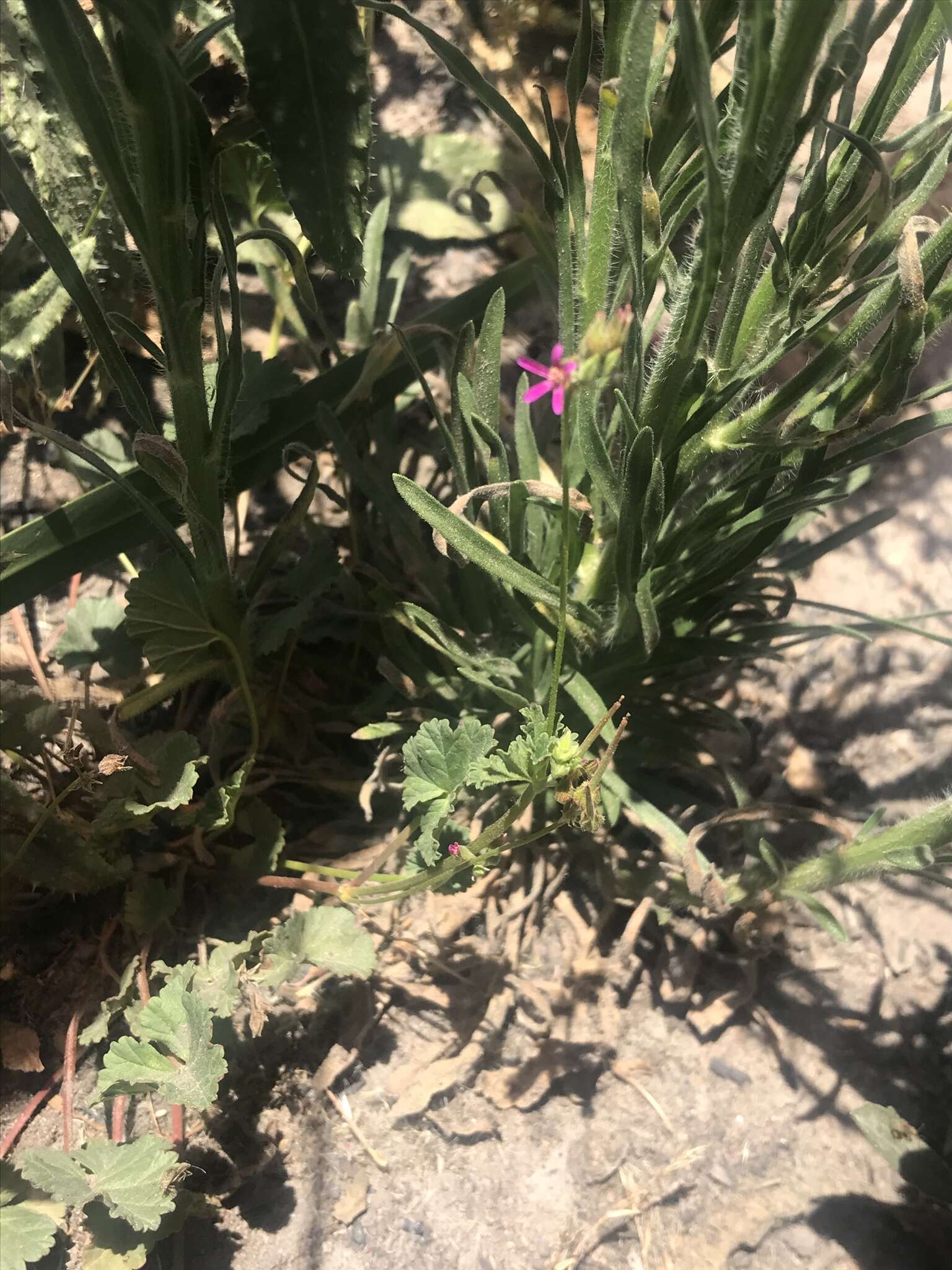 Imagem de Erodium malacoides (L.) L'Her.