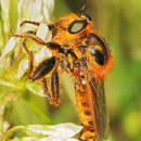 Image de Polyphonius theodori Hradsky & Huttinger 1992