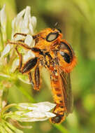 Image of Polyphonius theodori Hradsky & Huttinger 1992