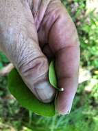 صورة Leichhardtia rostrata (R. Br.) P. I. Forst.