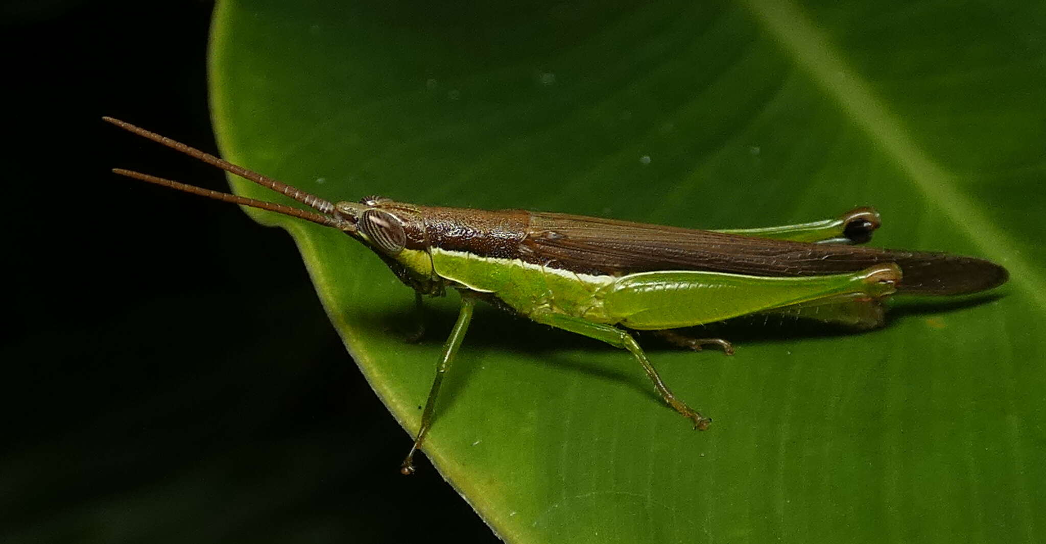 Image of Stenopola dorsalis (Thunberg 1827)