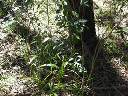 Image of southwestern bristlegrass