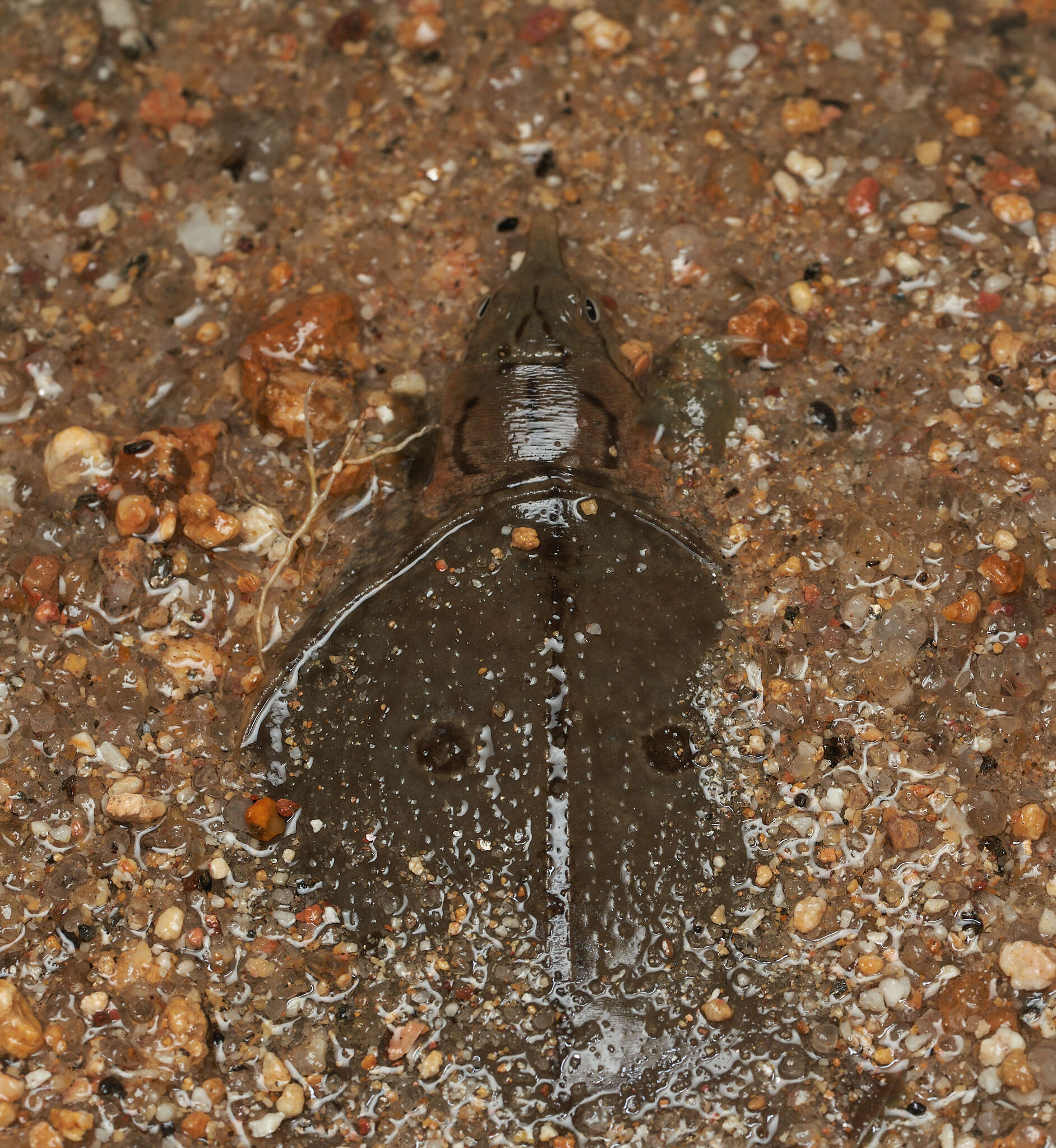 Image of Malayan Soft-shelled Turtle